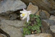 Aquilegia discolor